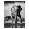 Cuadro Decorativo de Elefante - Estylo House Muebleria